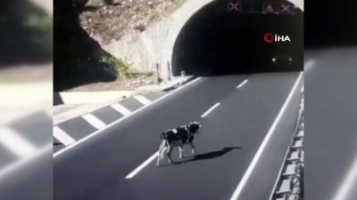 guvenlik kamerasi -  Tünel çıkışında başıboş gezen ineğe otomobil böyle çarptı Videosu
