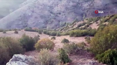  Aç kalan domuzlar, sürüler halinde köylere indi