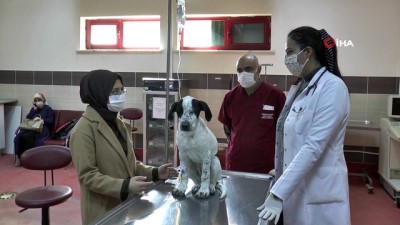 hasta hayvanlar -  Atatürk Üniversitesi bünyesinde hizmet veren Hayvan Hastanesi hasta hayvanlar için umut oluyor Videosu