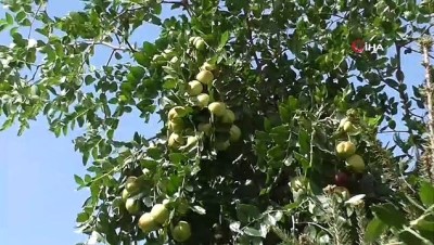 mustakil ev -  Beyşehir’de hünnap meyvesi üretimi yaygınlaştırılacak Videosu