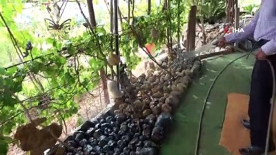 pirlanta -  Çiftçinin 'Taş' gibi sıra dışı koleksiyonu Videosu