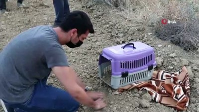 karaciger hastasi -  Çocuğu gibi baktığı kedisini gözyaşları içinde toprağa verdi Videosu