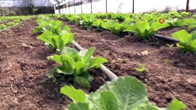 dogal urun -  Yeşil gıda seracılıkta kış dönemi ürün çeşitliliği artırıldı Videosu