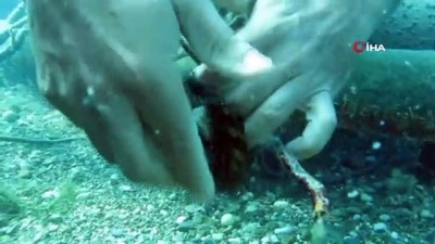zipkin -  Profesör Gökoğlu, koruma altındaki orfoz yavrusunu denizin altında böyle kurtardı Videosu