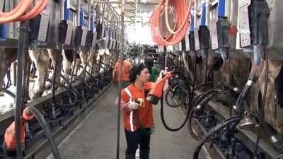 sut uretimi -  5 yıldızlı otel konforunda bakılan ineklerin süt verimi arttı Videosu