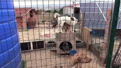 kalp yetmezligi - Banka kredisiyle kurduğu 'Patiköy'de sokak hayvanlarına sahip çıktı - KASTAMONU Videosu