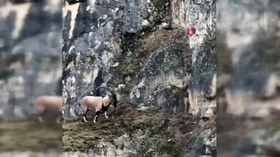 dag kecisi -  Köpeklerden kaçan dağ keçisinin müthiş tırmanışı Videosu