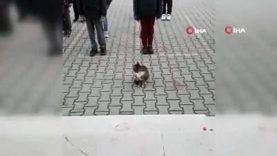 istiklal -  Sevimli kedi istiklal marşı okununca böyle bekledi Videosu