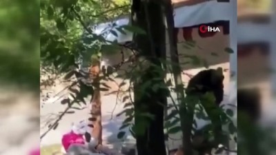 iskence -  Saimbeyli’de köpeğe işkence görüntülerinde 1 gözaltı Videosu