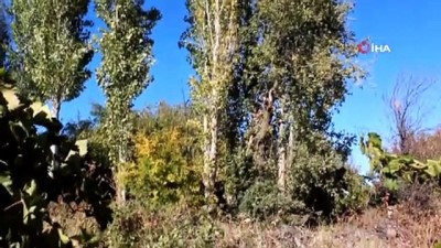  'Ayva bolluğu kışın sert geçeceğine işaret'