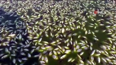 hidroelektrik -  Baraj suyu çekildi, binlerce balık telef oldu Videosu