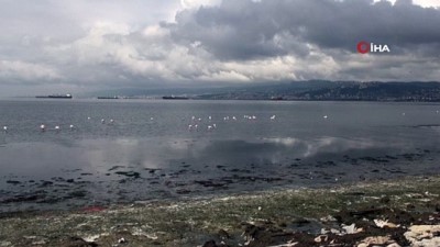 flamingo -  İzmit Körfezi’nde flamingoların görsel şöleni Videosu