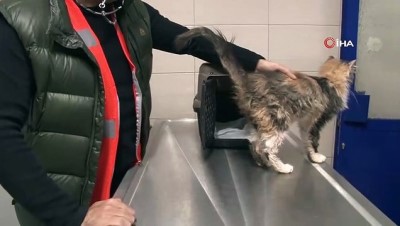 dogal afet -  Rıza Bey Apartmanı enkazından 90 saat sonra kurtarılan kediyi Haluk Levent sahiplendi Videosu