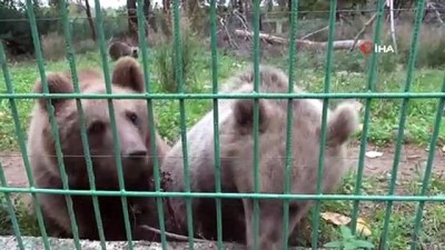 yavru ayilar -  Türkiye’nin tek ayı barınağına 5 yeni yavru getirildi Videosu