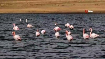 flamingo -   Van Gölü Havzası’nda flamingoların göç hazırlığı Videosu