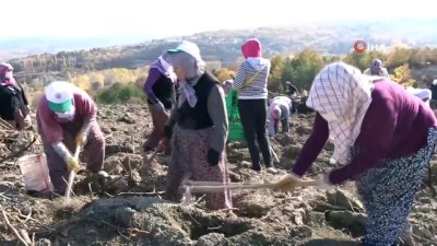 aile ekonomisi -  Yanan orman alanı kadın eliyle yeşerecek Videosu