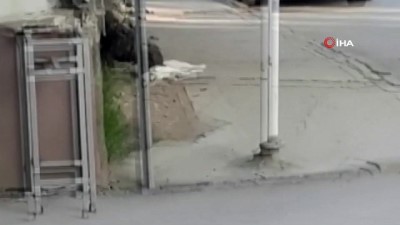 sokak kedisi -  Bursa'da pitbull dehşeti kamerada Videosu