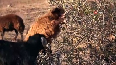 yaz mevsimi -  Göçerlerin zorlu dönüş yolculuğu devam ediyor Videosu