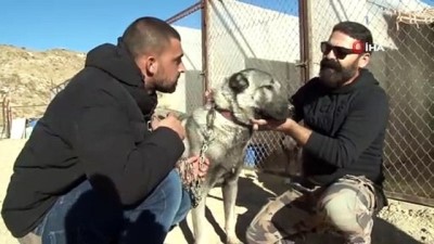 kangal kopegi -  İsrailli baba ve oğlu, kangallara hayran kaldılar Videosu