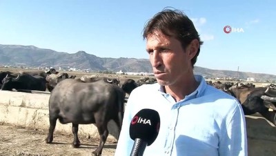 karahisar -  Bu köyde kişi başına iki manda düşüyor Videosu