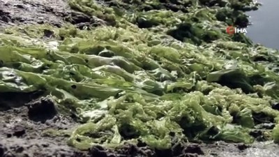 belgesel -  İzmir sahillerine “deniz marulu” istilası Videosu