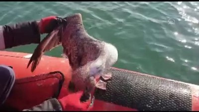 balik agi - Ağa takılan martıyı sahil güvenlik ekipleri kurtardı - ORDU Videosu