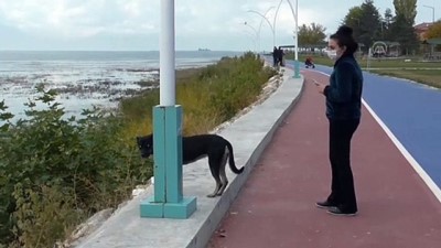 sonbahar - Beyşehir Gölü Milli Parkı'nın güz konuğu yalnız pelikan ilgi odağı oldu - KONYA Videosu