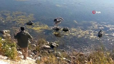 sonbahar -  Beyşehir Gölü’nü mesken tutan pelikan ilgi odağı oldu Videosu