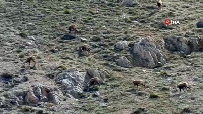 kamera arkasi -  Erzincan’da, sürü halindeki şamualar görüntülendi Videosu