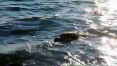   Fethiye’de ölü caretta caretta bulundu