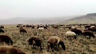 AĞRI - Yüksek kesimlere kar yağdı