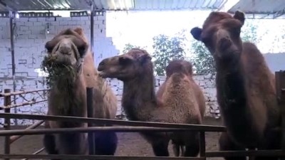 koordinat - AYDIN - Aydın'da üretilen deve sütüne talep arttı Videosu
