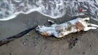  Edremit'te su samuru ölüsü sahile vurdu