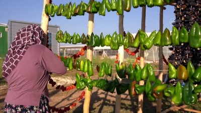 girisimcilik - GAZİANTEP - 'Ezo gelinler' Tarım Okulu ile hayata tutundu Videosu