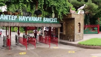 kacak hayvan - GAZİANTEP - Yaralı yabani ve kaçak hayvanlar Gaziantep Hayvanat Bahçesi'nde yaşama tutunuyor Videosu
