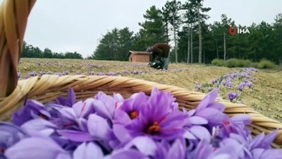  Safran üretiminde en verimli yıl