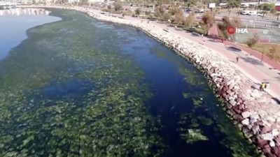 deprem -  Deniz marulu, sahili yeşile bürüdü Videosu
