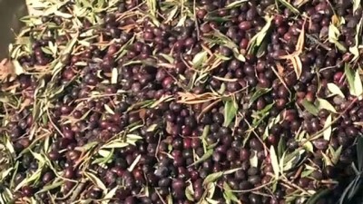 zeytin agaci - HATAY - Doğu Akdeniz'de zeytinin yağa yolculuğu başladı Videosu