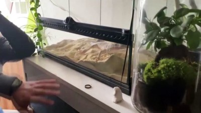 kurbaga - İSTANBUL - Tropik hayvan satışına operasyon Videosu