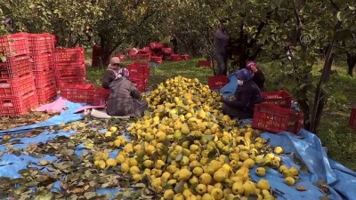 asad - KAHRAMANMARAŞ -  Dalında satılan Şahinkaya ayvası 10 ülkeye ihraç ediliyor Videosu