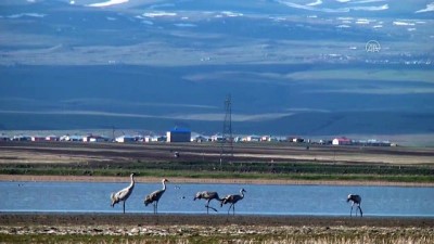 gocmen kuslar - KARS - Eski günlerine dönen Kuyucuk Gölü 110 kuş türünü ağırladı Videosu