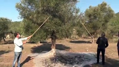 zeytinli - MUĞLA - Marmaris'te zeytin hasadına başlandı Videosu