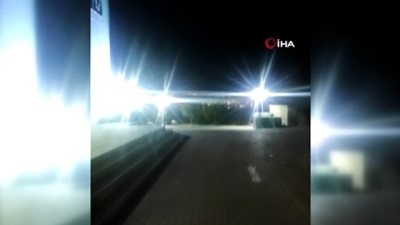  Domuz sürüsü üniversite içerisine girip yiyecek aradı