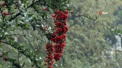 saganak yagis -  - İstanbul’da sağanak yağış etkili oluyor Videosu