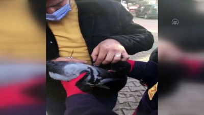 itfaiye araci - KARABÜK - Ağaçta ayağına ip dolanan güvercini itfaiye ekipleri kurtardı Videosu