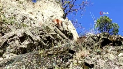  Kurtlardan kaçan ceylan ormancılara sığındı