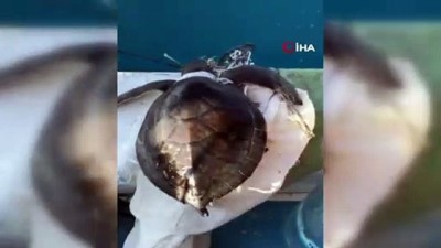amator balikci -  Denizdeki çöplere dolanan yeşil yavru deniz kaplumbağasını balıkçılar kurtardı Videosu