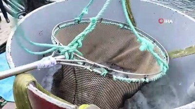 deniz som -  Denizi olmayan Gümüşhane’den somon ihraç ediliyor Videosu