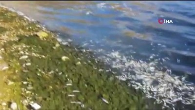 baraj goleti -  Nallıhan'da toplu balık ölümleri dikkat çekti Videosu