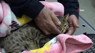  Yüksekten düşen kedisinin tedavisi için Tokat'tan OMÜ'ye geldi